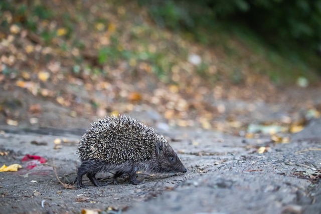 还能通过国 还能通过国