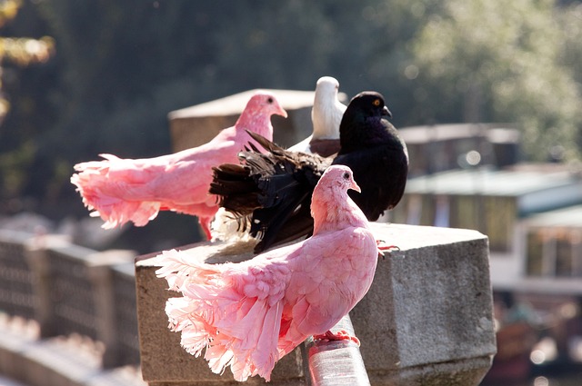 而从曼城的 而从曼城的